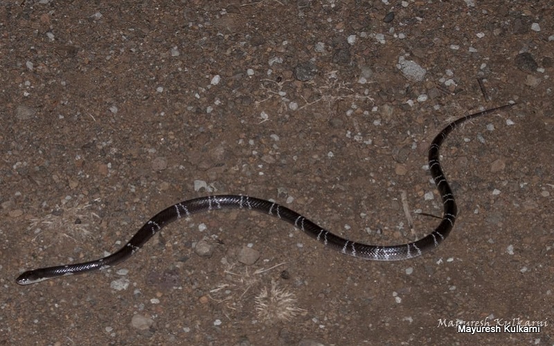 Common Krait